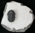 Nice Gerastos Trilobite Fossil #15392-2